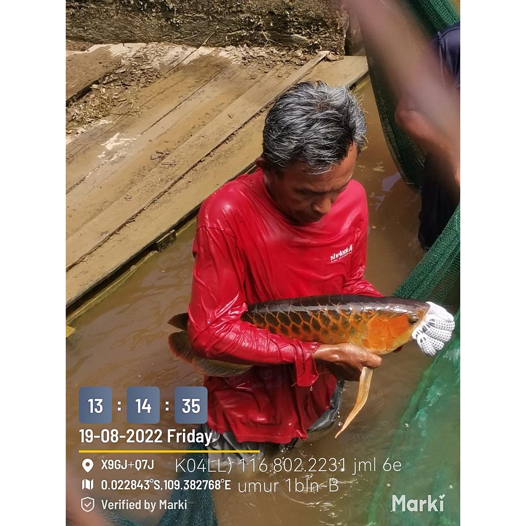 PBI-KPBI-K03-F3-6868001900-130812-00123